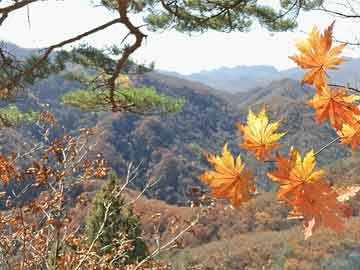 邪惡動態(tài)，深度解讀與最新分析報告