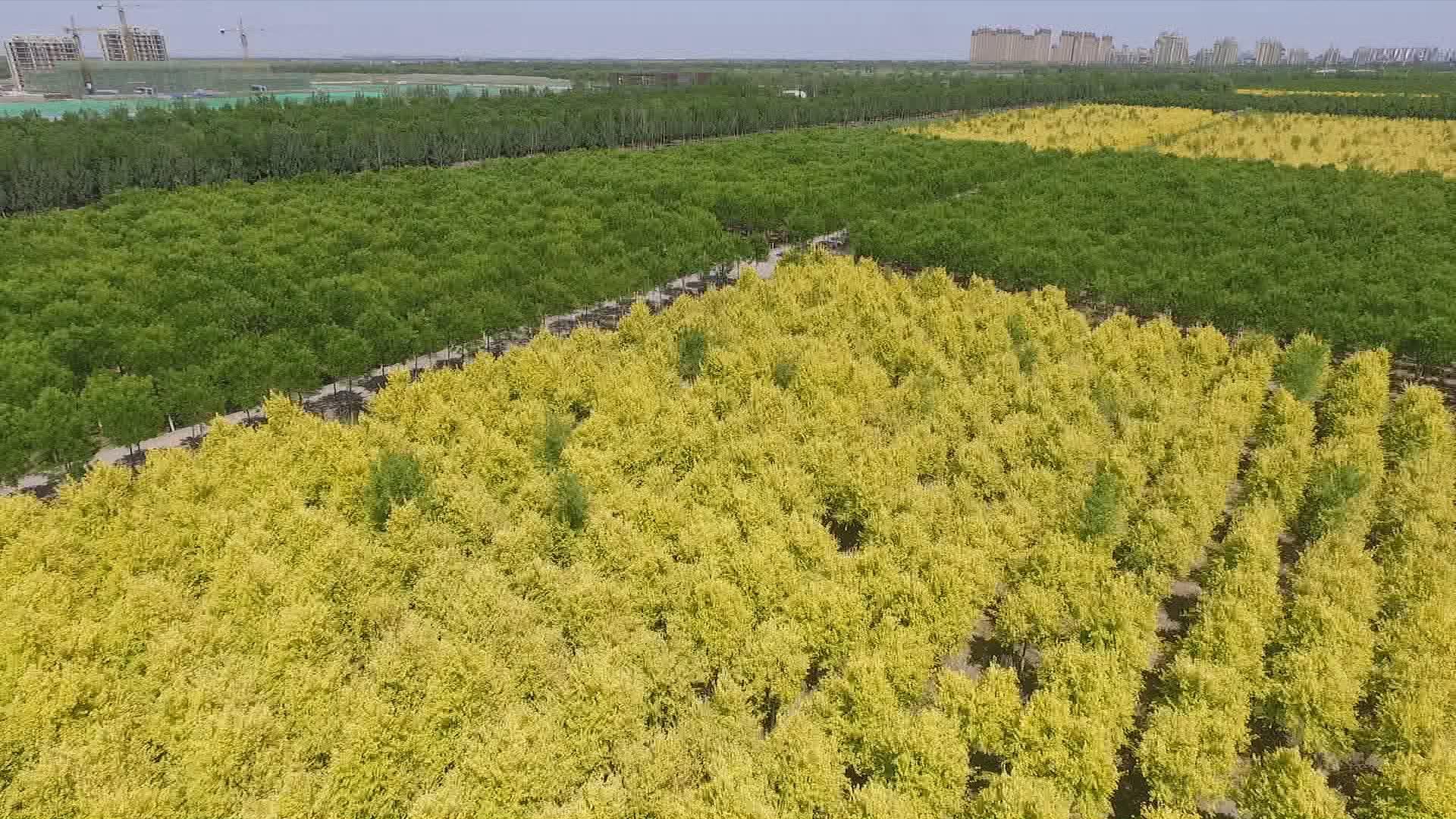 天津東麗湖最新規(guī)劃，塑造未來生態(tài)宜居典范之城