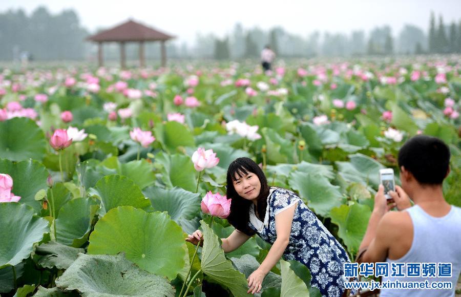 江西蓮花最新新聞報(bào)道概覽