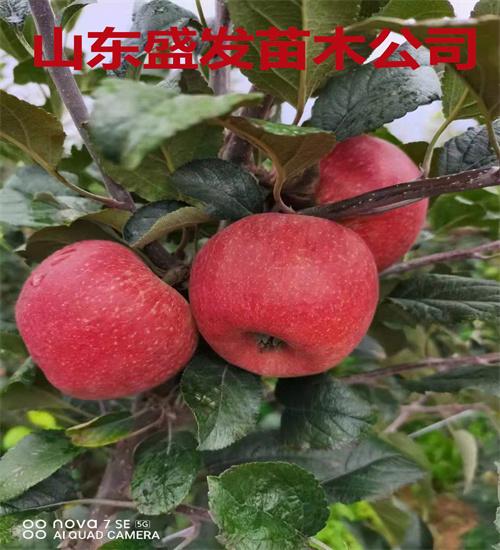 最新蘋果苗，種植技術(shù)、優(yōu)勢及廣闊應(yīng)用前景