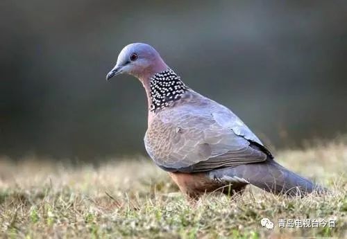 彈弓斑鳩最新探索，自然與技能的完美融合視頻欣賞